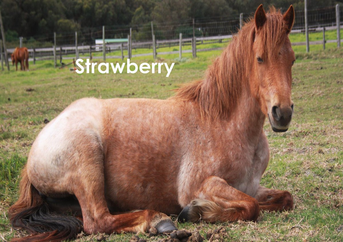 TomRoHaven's tweet photo. Our little strawberry #tomrohaven #rescue #pony https://t.co/xj30gxw8p7
