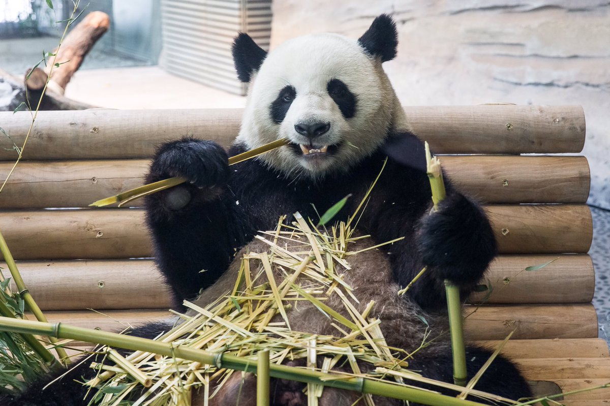 aPandaCity's tweet photo. So U can C how important a panda is 🐼👍 https://t.co/7Xq1MgpT4x