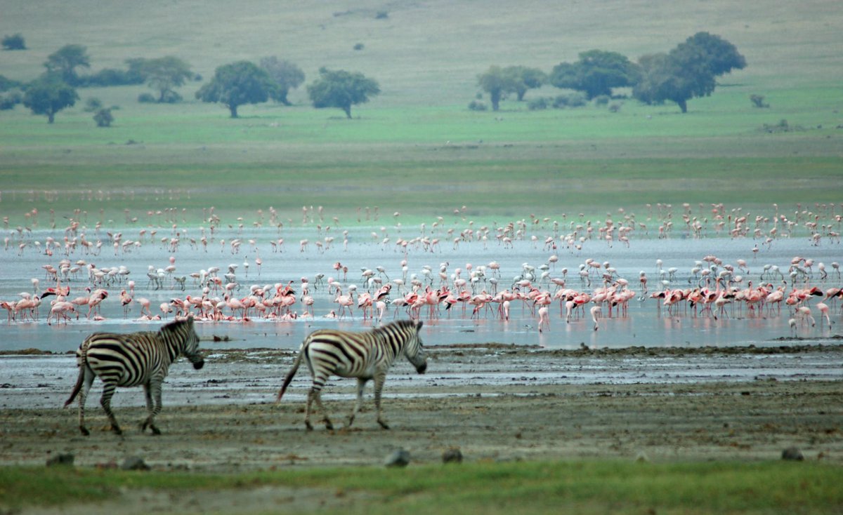 letsgosafari1's tweet photo. Check out our website https://t.co/N57TqKLkum and get the#Letsgoexperience DM us your email, no of pax &amp; travel dates and we make it happen https://t.co/mMPvqtevzT