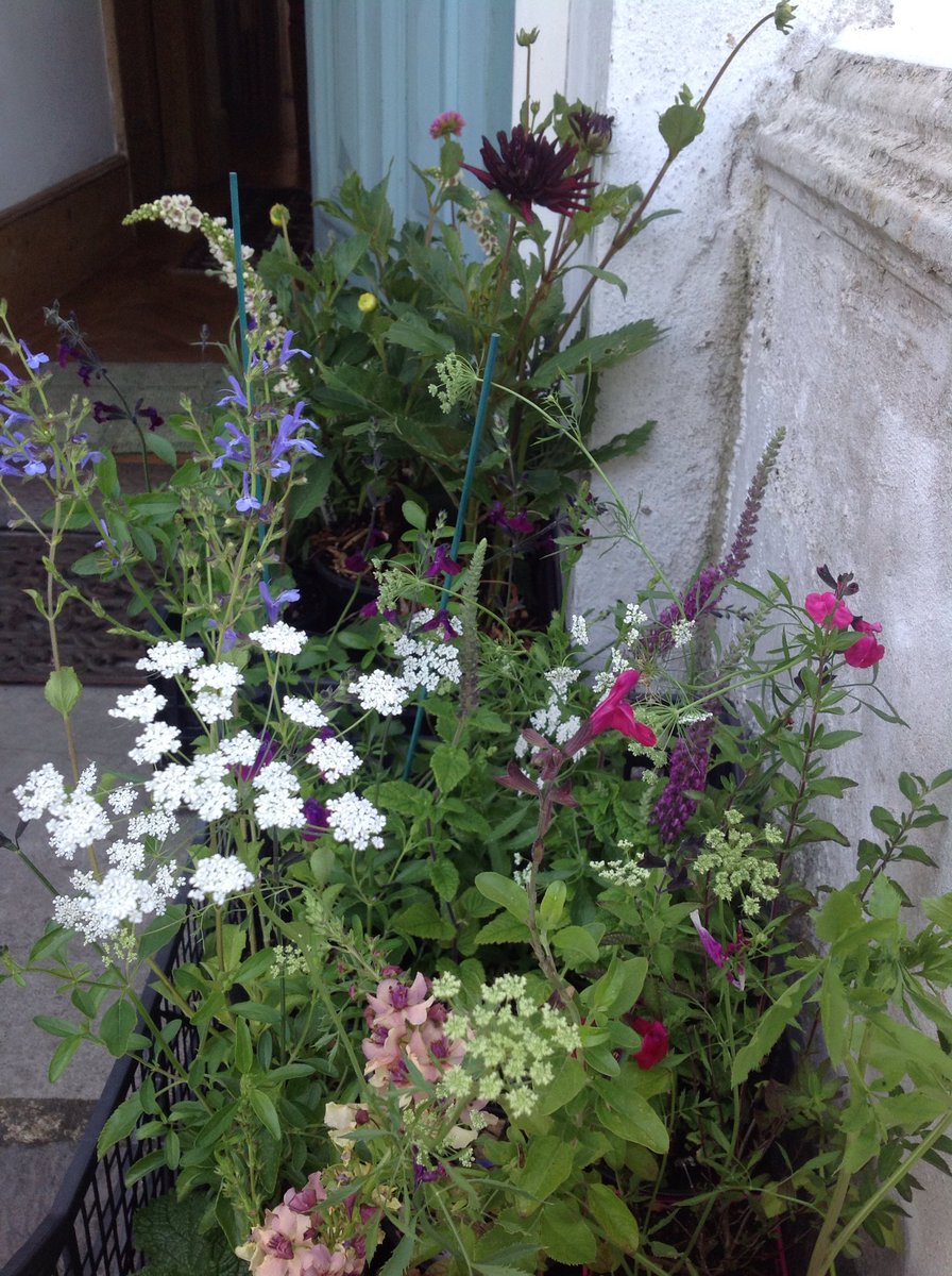 Miranda (@mirandasplants) on Twitter photo Ammi looking lovely for tomorrow outside <a href="/BuddyandBeehive/">Buddy & Beehive</a> from ten with all these fab plants Ammi looking lovely for tomorrow outside <a href="/BuddyandBeehive/">Buddy & Beehive</a> from ten with all these fab plants