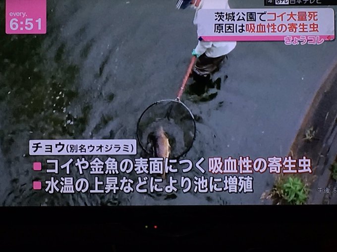 松見公園の鯉の250匹大量死事件 原因は寄生虫だった なかよし討議