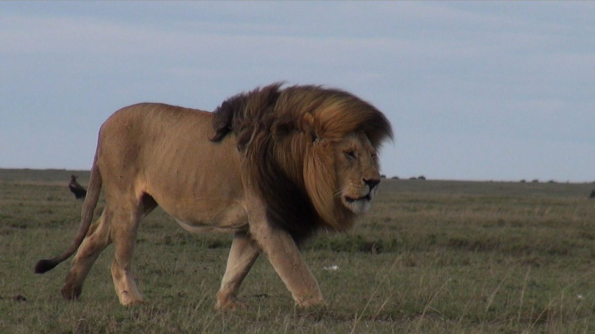 letsgosafari1's tweet photo. Check out our website https://t.co/N57TqKLkum and get the#Letsgoexperience DM us your email, no of pax &amp; travel dates and we make it happen https://t.co/mMPvqtevzT