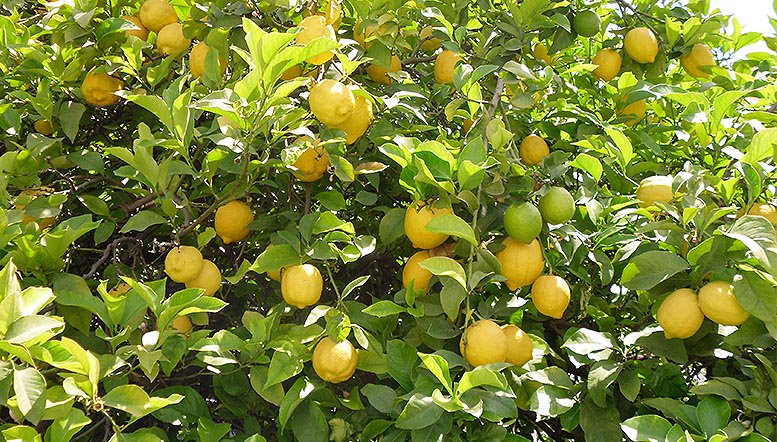 valenciafruits's tweet photo. Los productores de #Alicante cierran una buena #campaña de #limón. #Cítricos #Agrocomercio https://t.co/LsR1xtf5t9 https://t.co/J656cAuw7G