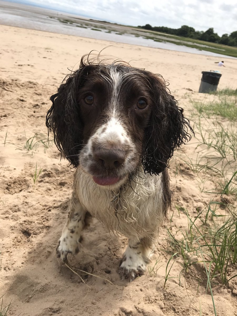 Fasternie71's tweet photo. On my holidays with my brother😀love the beach #sandyhills #D&amp;G #springerspaniel https://t.co/Q2x31z57Rl