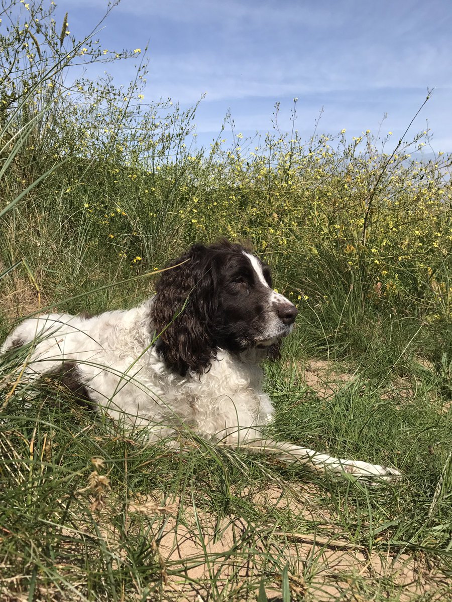 Fasternie71's tweet photo. On my holidays with my brother😀love the beach #sandyhills #D&amp;G #springerspaniel https://t.co/Q2x31z57Rl