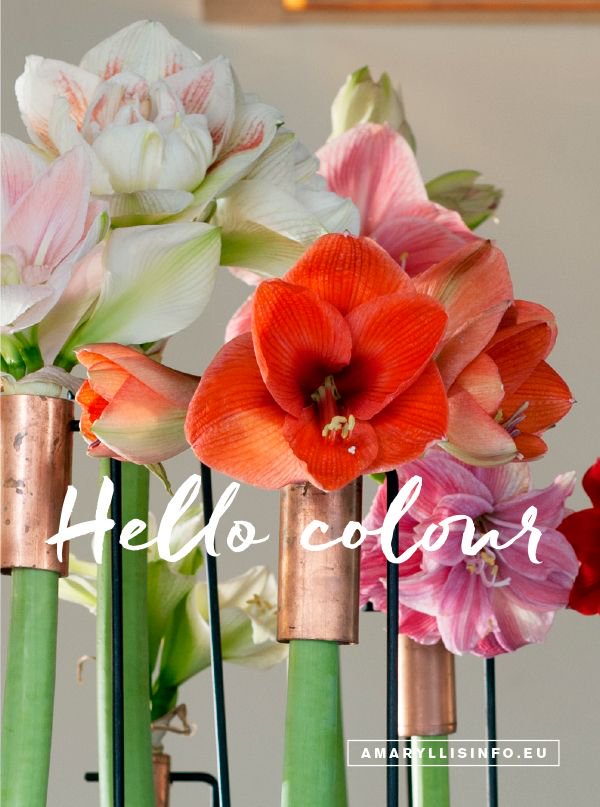 RC_Amaryllis's tweet photo. Hello Colors

#Amaryllis #Hippeastrum #RoyalColors https://t.co/A6miyBEkYa