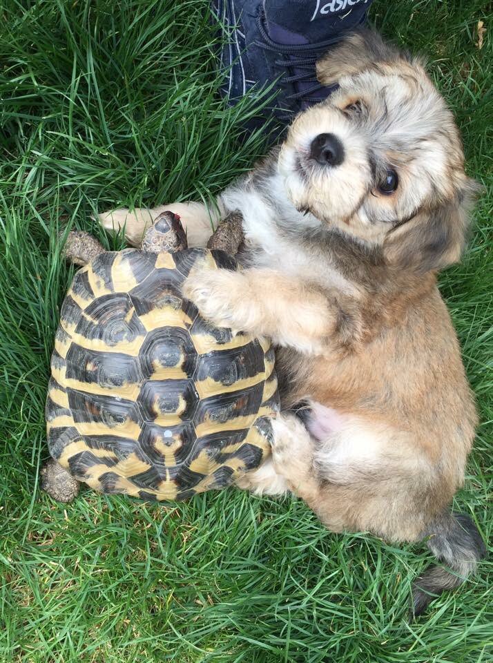 Carla_P's tweet photo. Baby Bertie and his big bro Linford #VIPAug2017 https://t.co/gU4ZfhvZXh
