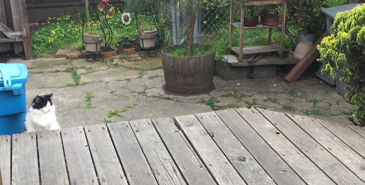 RoboCatBiscuit's tweet photo. #secretcat #cats #CatsOfTwitter https://t.co/mDXKo5vTzW