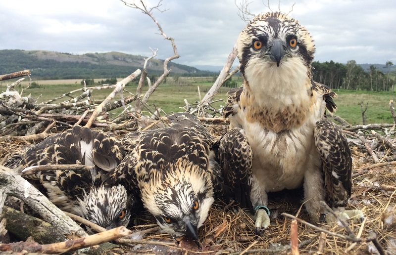 CumbriaCrack's tweet photo. First sighting of three osprey chicks at South Lakes nature reserve https://t.co/VJinpmvOC9 https://t.co/1znW4cswUg