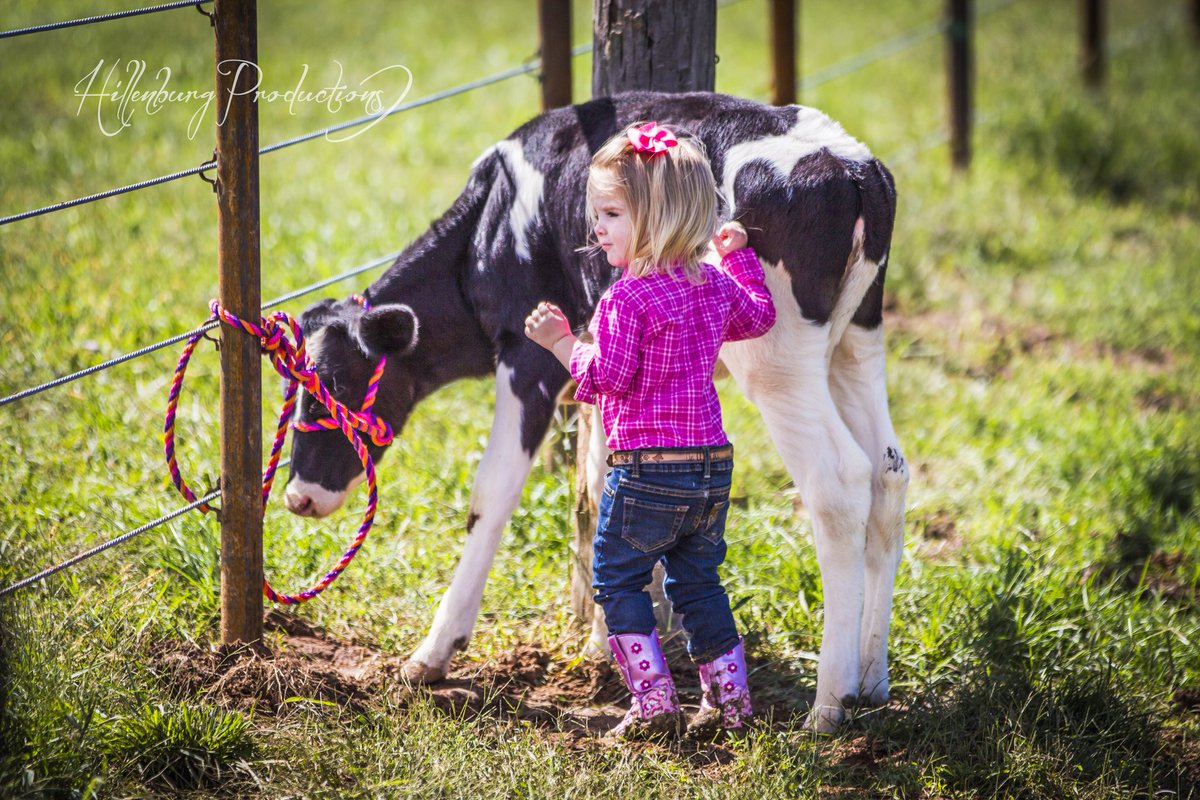 BrownAshes's tweet photo. Showing a calf for the first time #disneyandpullupssweepstakes #farmgirl #dairy #milestones https://t.co/zwAiisHKqu