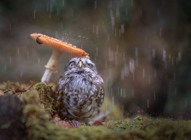 Surftiva's tweet photo. Sometimes life just calls for an umbrella. #Photography by Tanja Brant https://t.co/3YWc5wpdOx