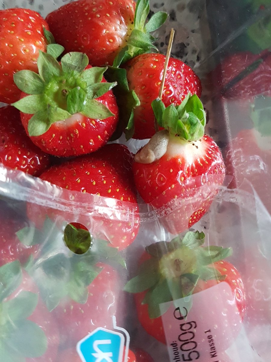 larsvandeven's tweet photo. @albertheijn Gadver een levende slak op jullie verse aardbeien 😝 https://t.co/F2B3WPuvxu