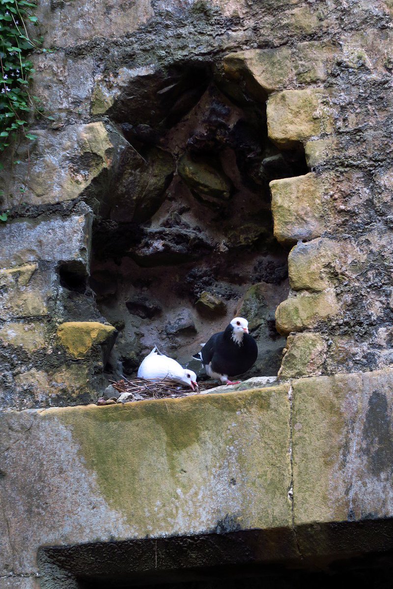 RobRambler214's tweet photo. Nest site @EHBolsover @Derbyshire_GB #Bolsover #Castle @derbypromo @Natures_Voice @wildlife_uk @_BTO @BritBirdLovers @RSPBbirders https://t.co/L7sOncNOmA