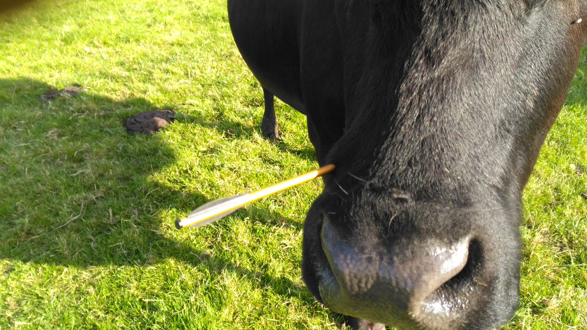 "At what point does a person think 'I'll shoot a cow in the face with my crossbow today'.. this person needs catching and catching soon" Rob