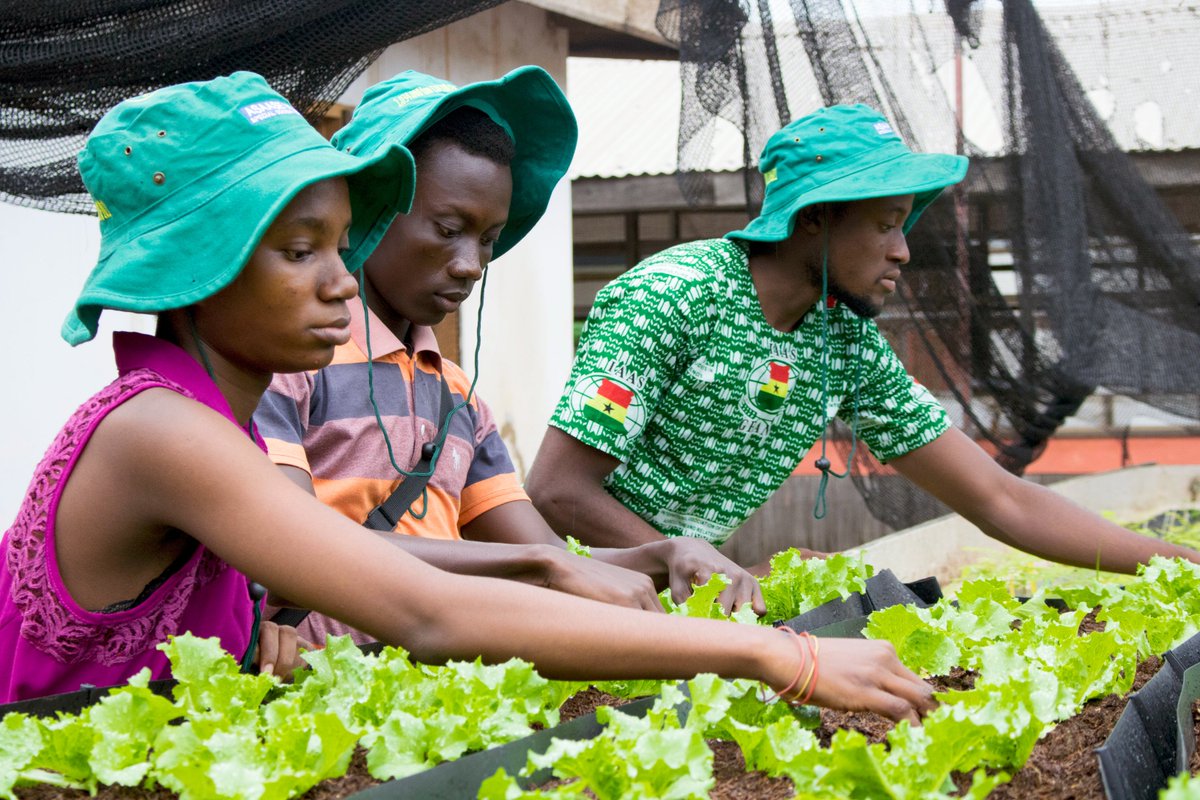 Arise Ghana youth for your Agricultural sector. The nation demands your devotion #sinnaGradens