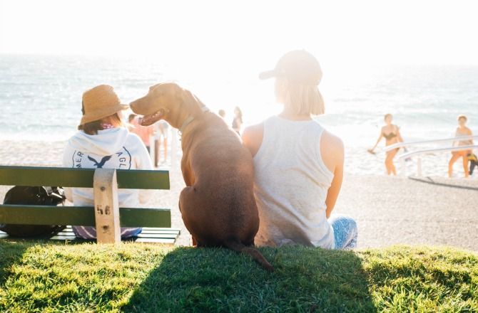 WonderWoof's tweet photo. Summer, summer, summer time! Be wary of the dangers your dog could face this #summer season ☀🌊⚠ #dogsafety

https://t.co/OD94hC51q2 https://t.co/5LAPqeODIp