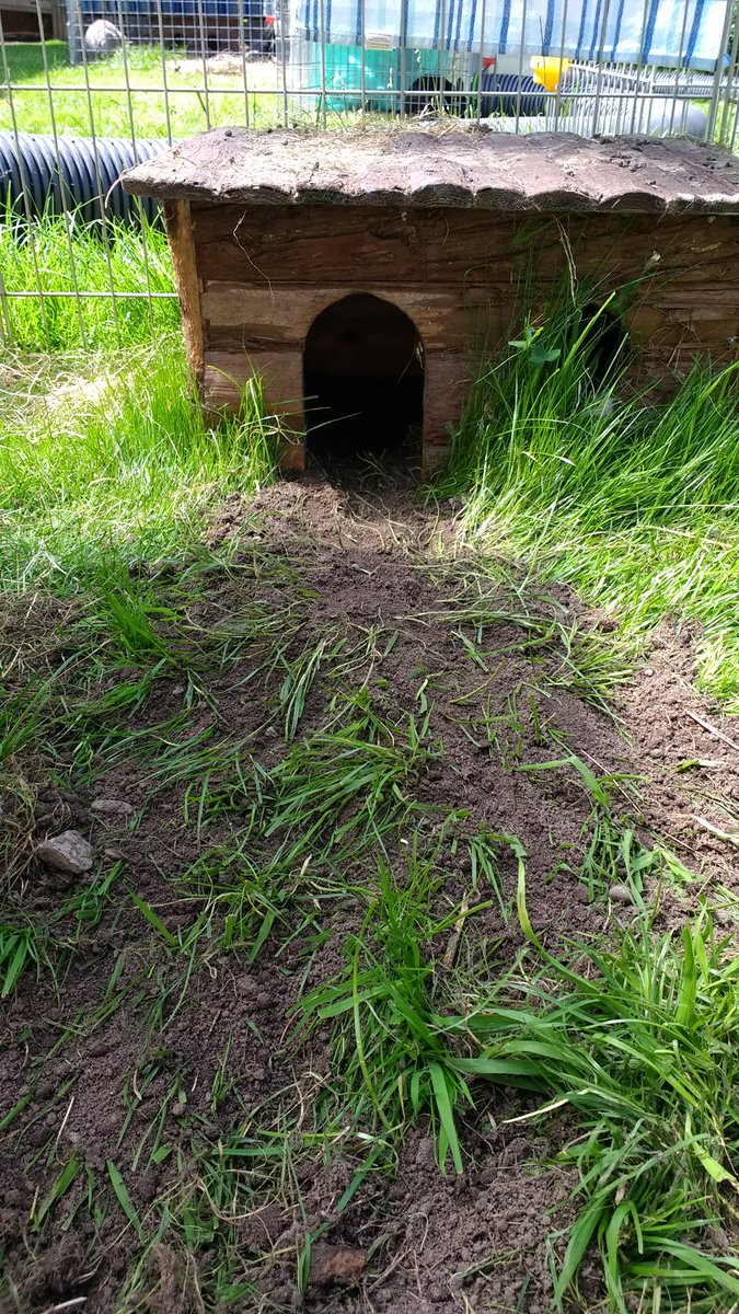 bunzleantilles's tweet photo. Oriana's at it again! #Ozza digs for #Oz #Australia #downunder #burrow #meaculpa #rabbit #nosebumps #perp Full extent to be revealed... https://t.co/Gq3ZOguQD4