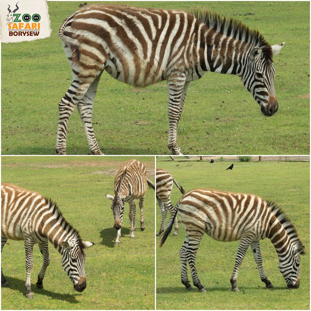 ZooBorysew's tweet photo. I jeszcze jeden gatunek, który właśnie pojawił się w ZOO SAFARI BORYSEW :) @ZooBorysew #nowy #gatunek #zebry #Chapmana https://t.co/mwtYI6y2Mq
