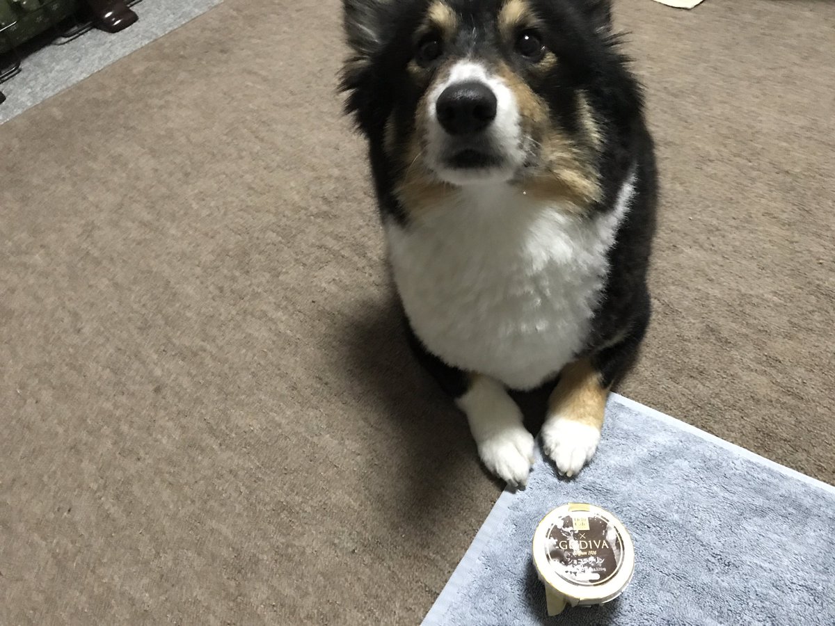 kaistubu's tweet photo. ローソンのUchiCafe×GODIVAのショコラプリン🍮✨
食べたい攻���が相変わらずスゴイ🐶
プリンの表面が光ってるのはカイのヨダレです🤣 https://t.co/dxKVjTyhEG