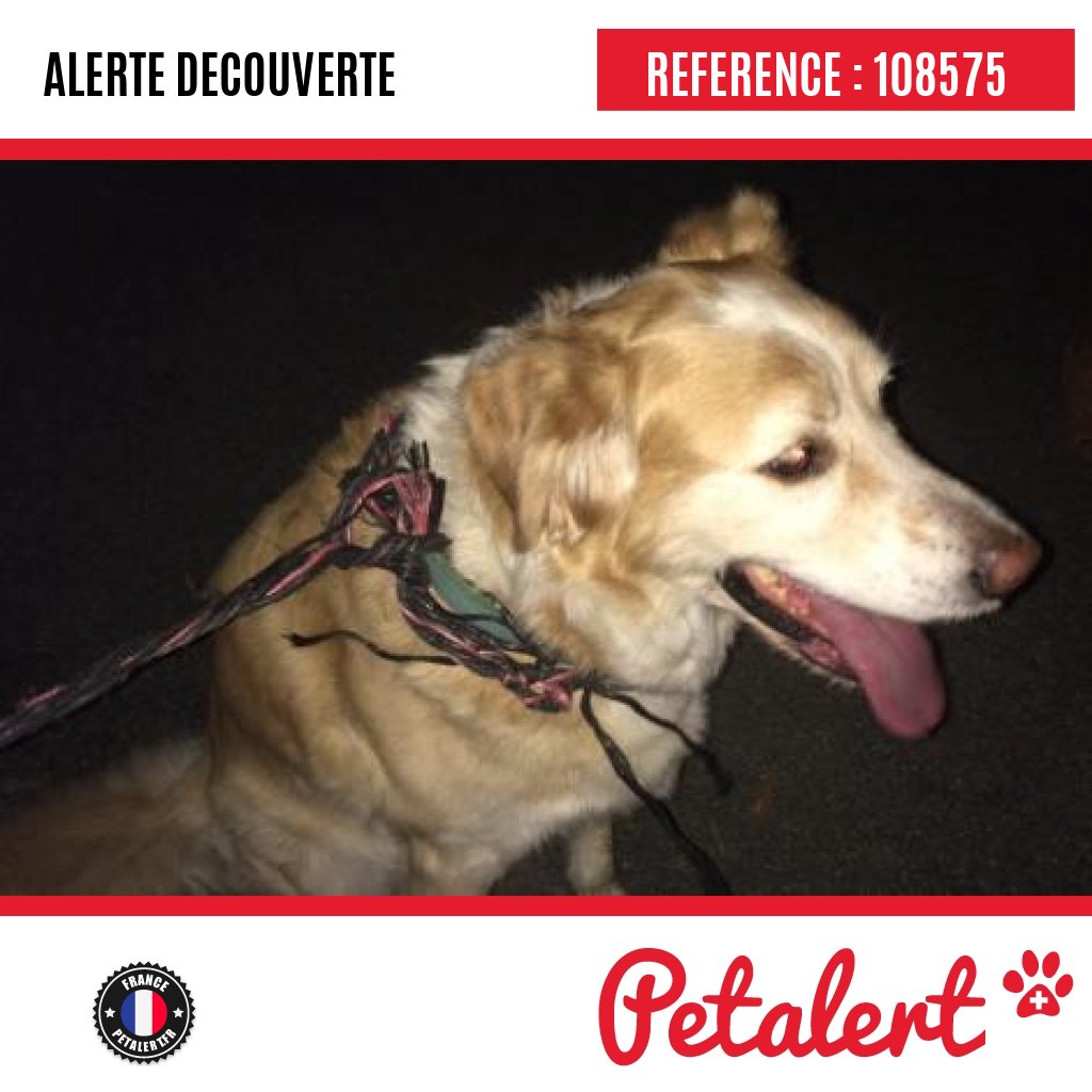 petalert_france's tweet image. Trouvé #Chien #PyreneesAtlantiques #Uzos #Petalert  #Pet  #Alert / p3t.co/sXsXS