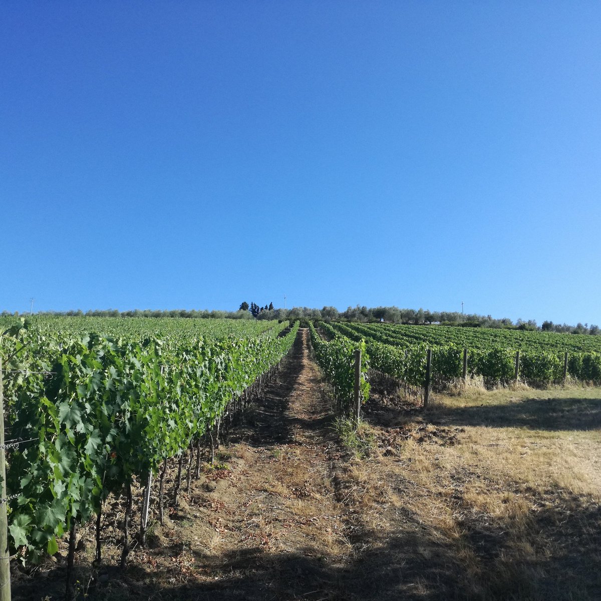 marcolaquerce's tweet photo. Se va avanti così il #Sangiovese si raccoglie fra poco #vigna #fivi #Impruneta https://t.co/XPXv1SZ5wC