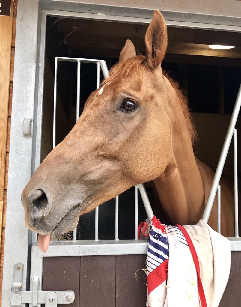 A handsome bunch entered today <a href="/PerthRacecourse/">perthracecourse</a> for <a href="/FOBRacing/">Fergal O'Brien Racing</a> including Tangolan stepping out for the second time.
#goTango