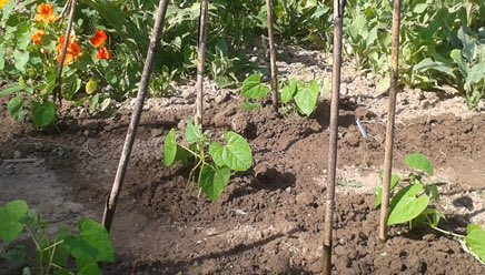 Nieuws uit de GoedvoorOgen moestuin, zon, regen , zon. We kijken uit naar de oogst , lees goedvoorogen.nl/blog-gvo-groen…