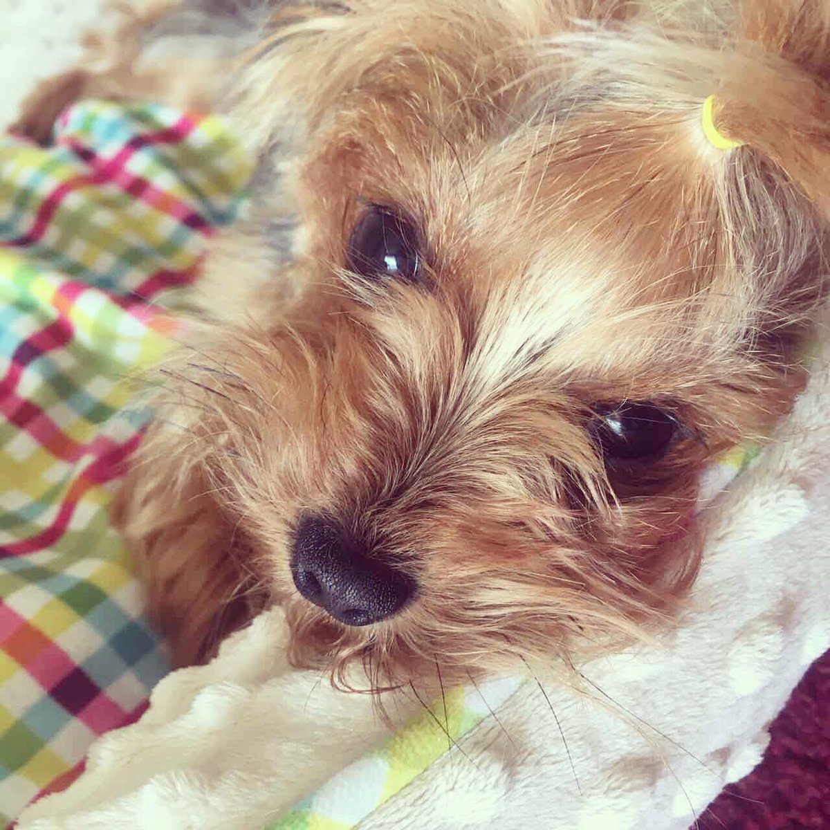 Yorkie Life tweet media