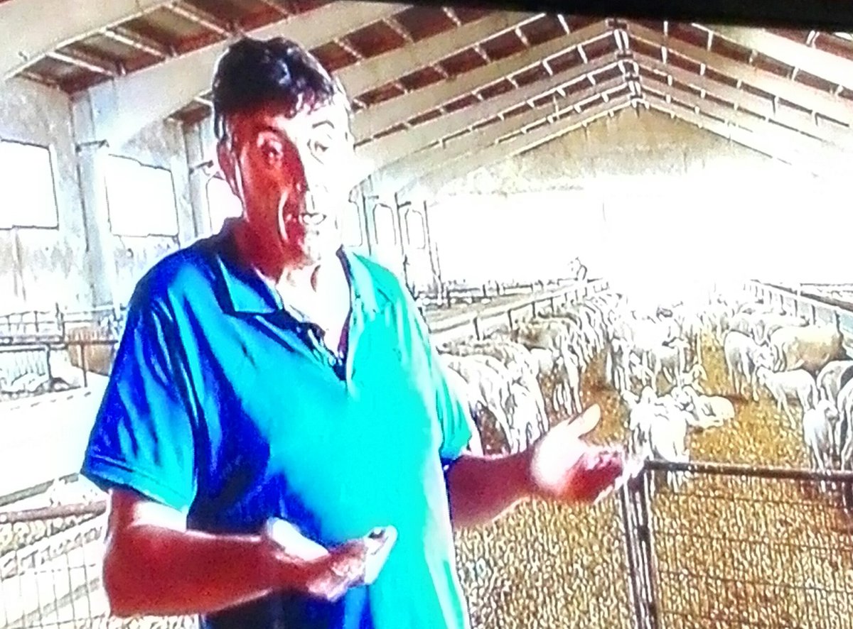 marribas96's tweet photo. Hoy en @CMM_es han el #LogoRazaAutóctona #100%Alcarreña de las ovejas de #AGRAL #ComarcaAlcarreña #AlcarriaConquense 🐑🐏🔝💯 https://t.co/uwDMmY9Beg