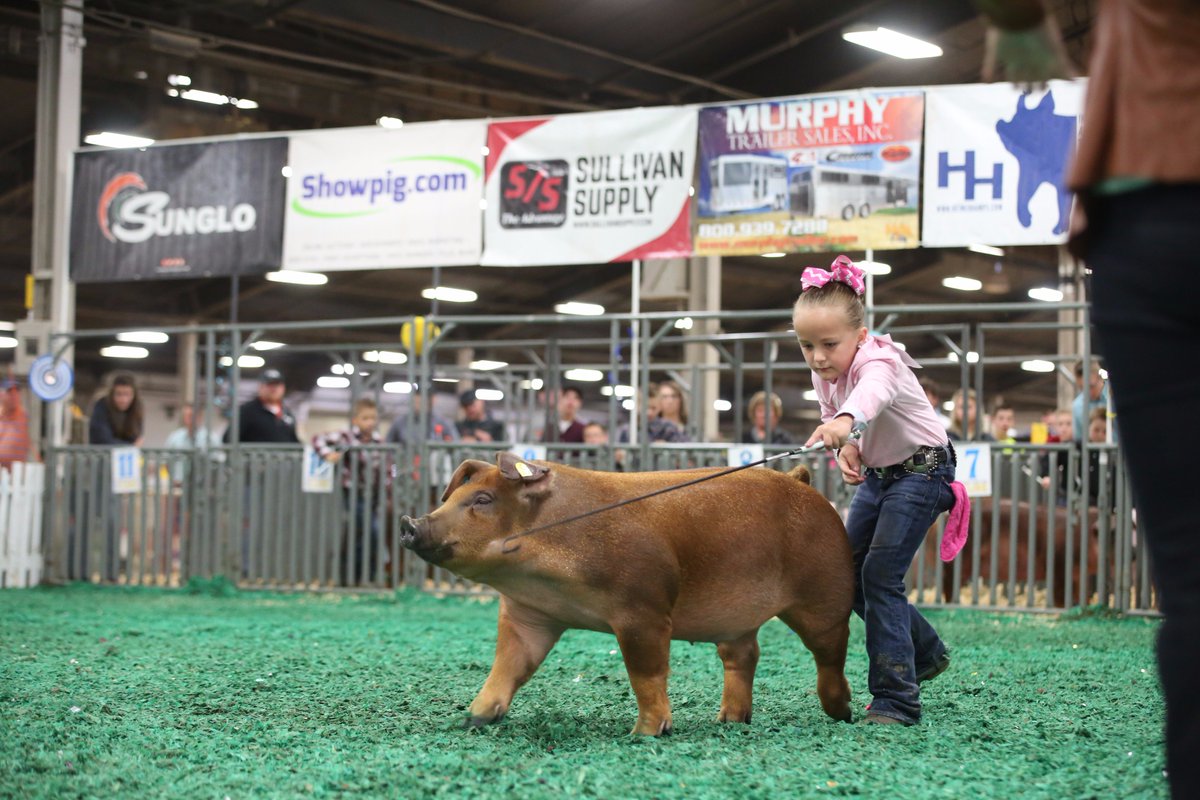 NationalSwine's tweet photo. The Champion Novice Showmanship title at the #NJSS17 went to Macy Jacobson! Full results can be found at https://t.co/KYKXblhhHt. https://t.co/tdMxirzaVp