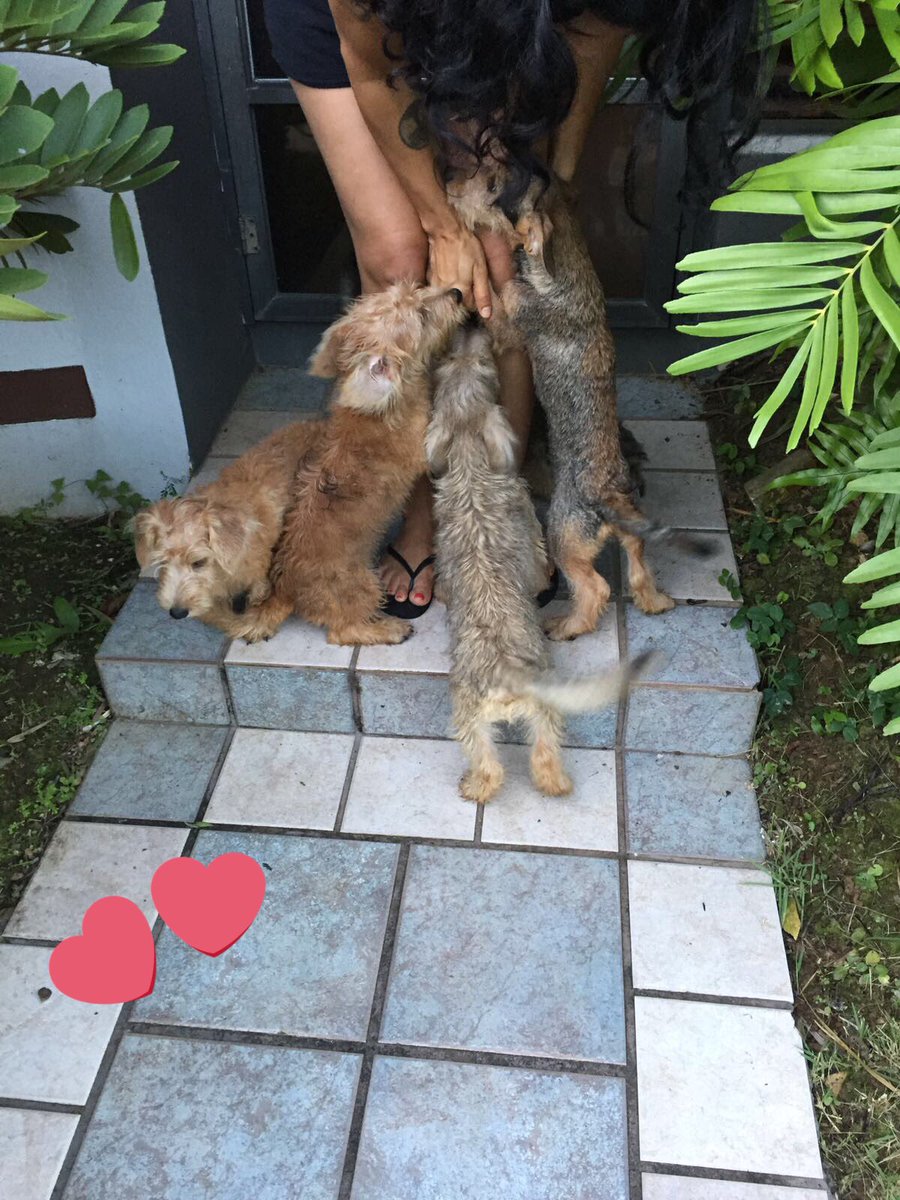 andweawoss1332's tweet photo. URGENTE 🚨 RT
Estos 6 puppies necesitan casa, son 3 nenas y 3 nenes, son súper cariñosos y bien ñoños, son una chulería https://t.co/qltdEfIP8d