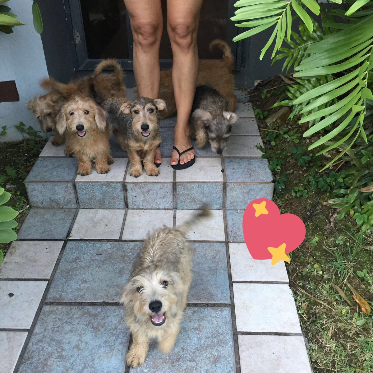 andweawoss1332's tweet photo. URGENTE 🚨 RT
Estos 6 puppies necesitan casa, son 3 nenas y 3 nenes, son súper cariñosos y bien ñoños, son una chulería https://t.co/qltdEfIP8d