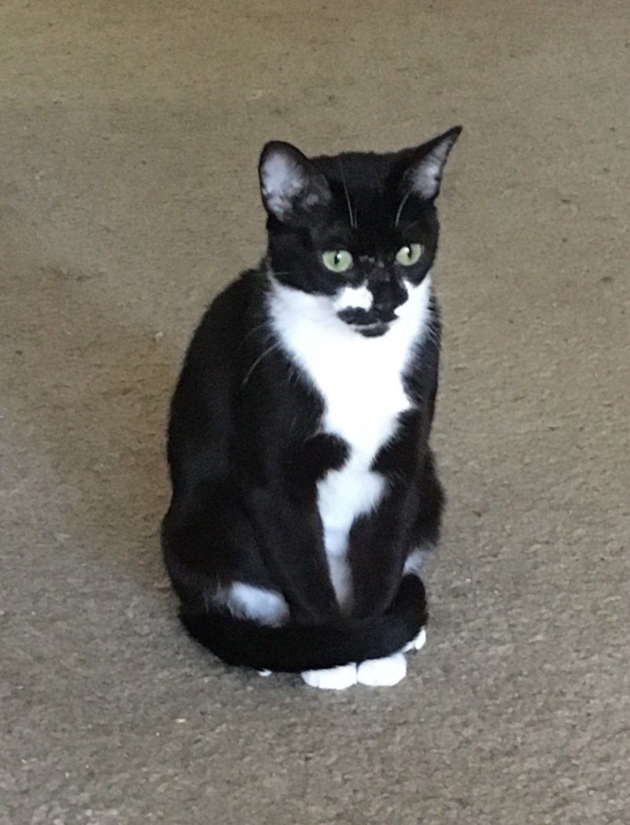 RileyTuxedo's tweet photo. Hey, friends of Riley!  Please go follow our new little girl @SilviaTuxedo 💖💖💖 https://t.co/fz6RoVPL4C
