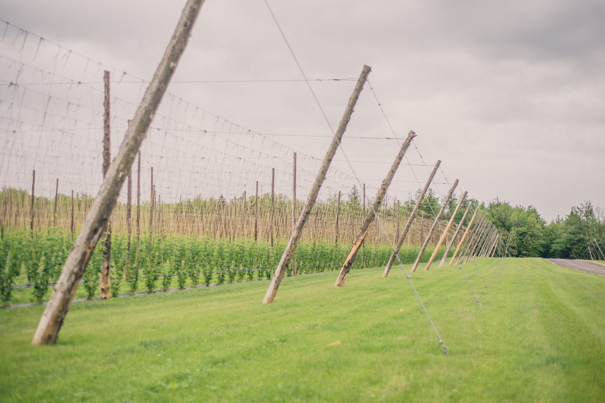 CdnFarmWriters's tweet photo. Reason #6 to join us at #CFWF17 #ACRA17
“if you don’t like wine you can see the hops that makes some of the best Canadian craft beer.” https://t.co/lnquTqtYpb