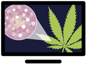 shimadzussi's tweet photo. Learn about #Cannabis #QCTesting from our experts by watching our free webcast! https://t.co/ZMYt6PC6AL https://t.co/Qzx3x5CHIV
