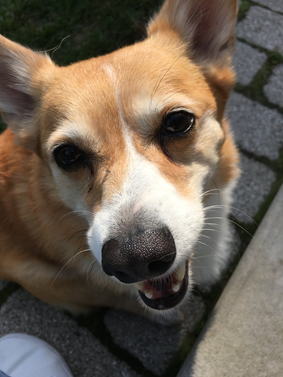 WMSPapts's tweet image. WMSP is proud to introduce you to Josie, our July Pet of the Month! #corgidog  #livewhereworkmeetsplay #puppylove #boston #watermarkseaport