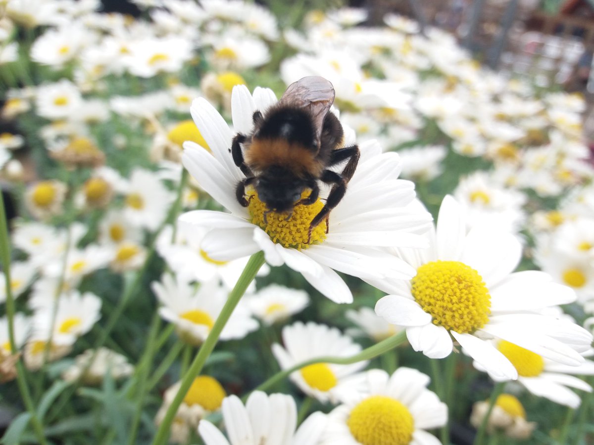 ClaireBWild's tweet photo. The bee I rescued today #bufftail ? #bee #nature #conservation https://t.co/eEiB9Y2Bw9