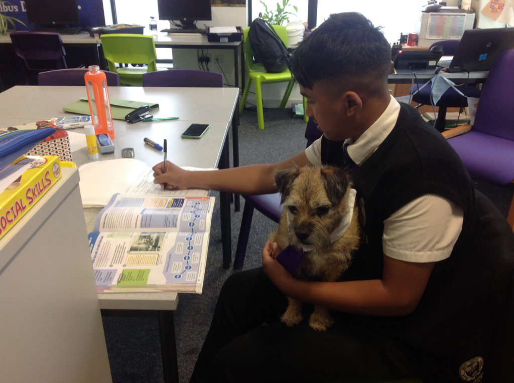 TOANWOODLANDS's tweet photo. Our therapy dog Brodie helps our students to focus #oldhamacademynorth https://t.co/HR75052QTr
