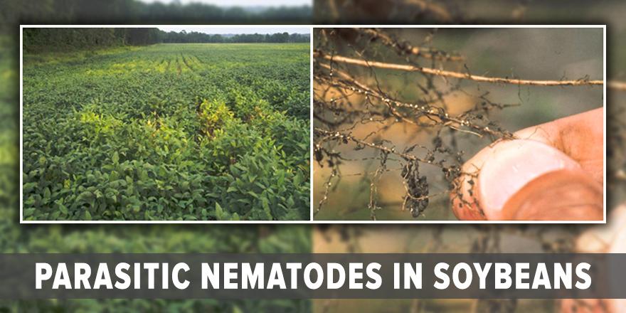 Nematodes can limit yield potential, yet they often go undetected. Learn more about how to identify the symptoms: aganyti.me/2uu0Zgm