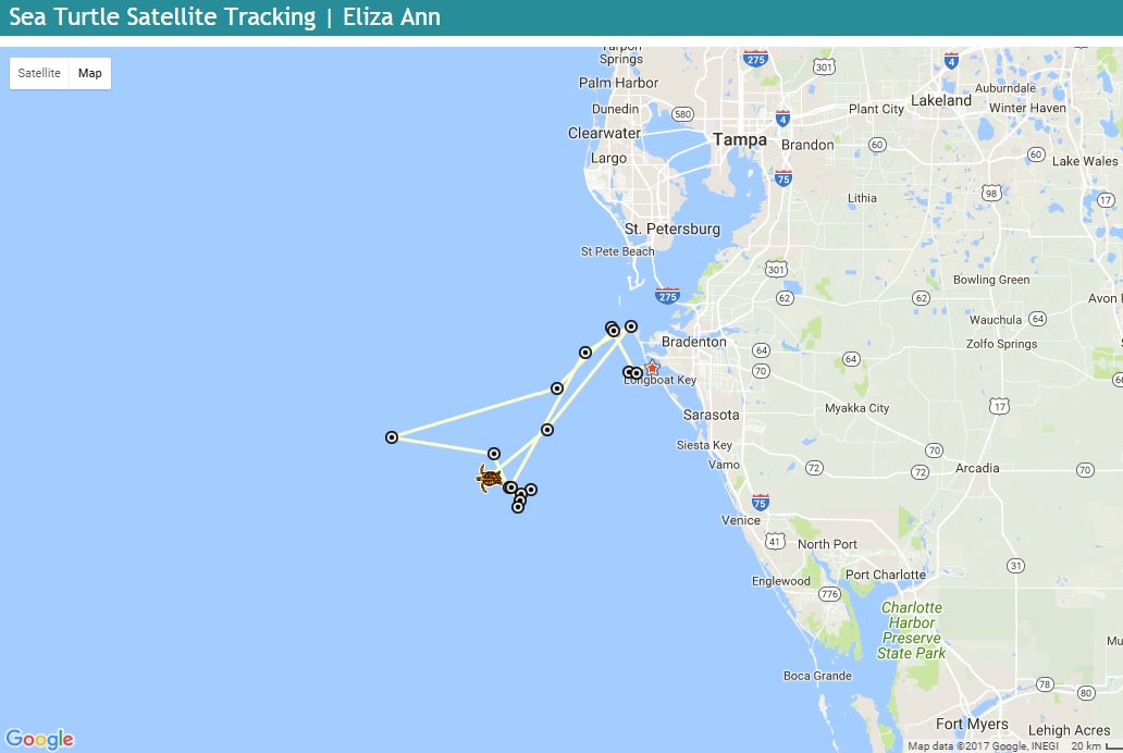 conserveturtles's tweet photo. You can track loggerhead Eliza Ann online thanks to her sponsors @WaterlineResort &amp; AMI Turtle Watch! https://t.co/mOq2SRgvyp #TourdeTurtles https://t.co/gp3a7WPwSA