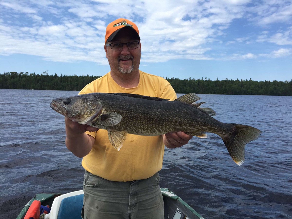 GarryLabelle's tweet image. Caught this beauty of a walleye with the 2 piece Carrotstix wild wild orange series 7' rod. @Carrotstix13