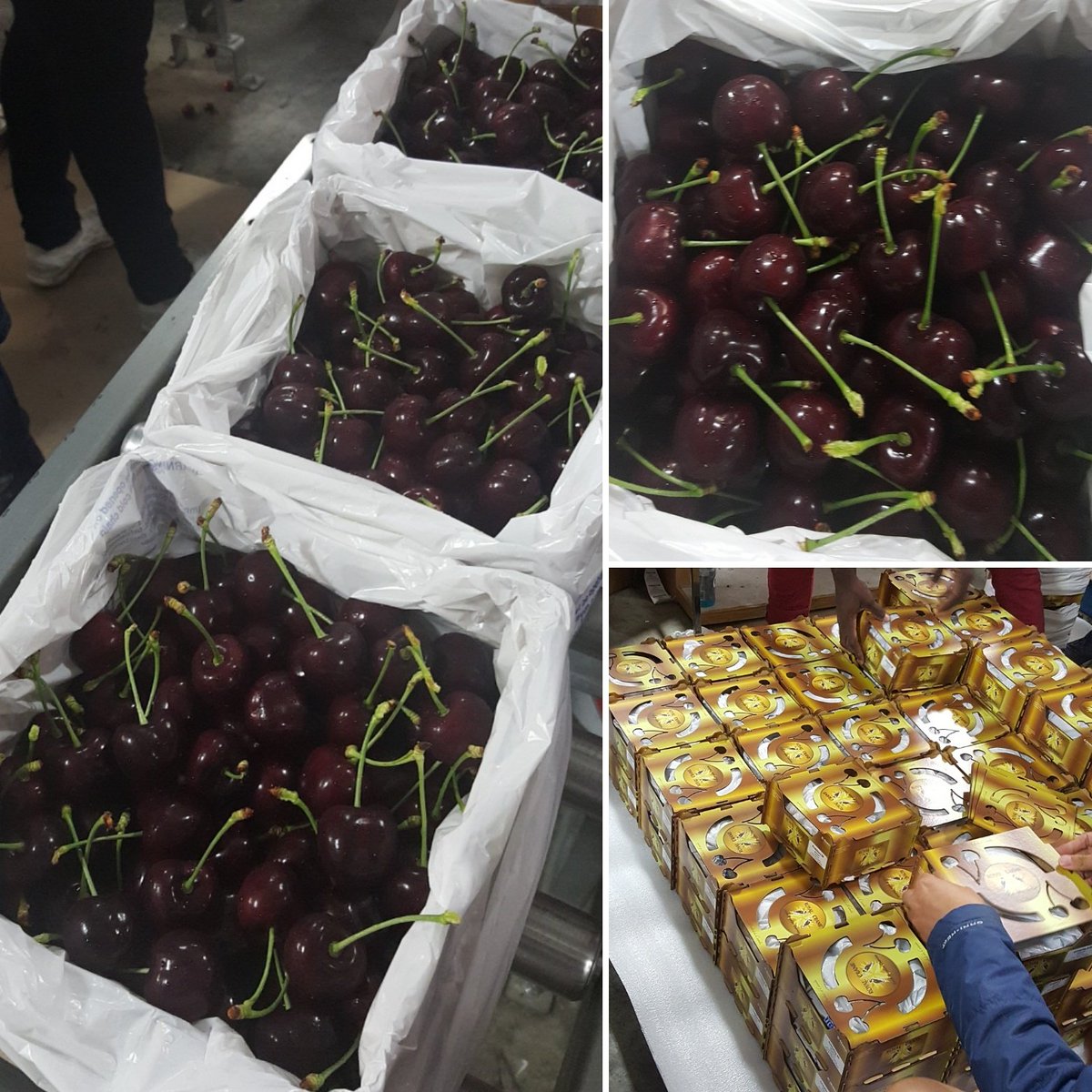 1kg wooden boxes of Royal Crane for China. Perfect for online and retail sales.
#cristalina #cherries #bc #canada 
cherries.global