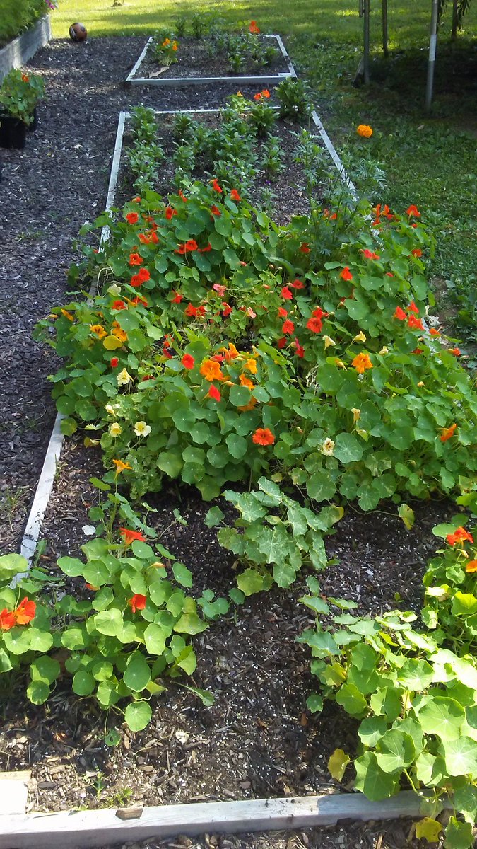 Nasturtiums and I just harvested cressida cress!