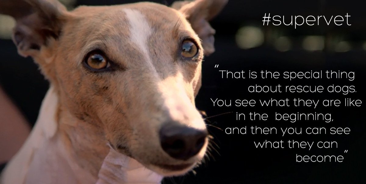 Noel Fitzpatrick tweet media