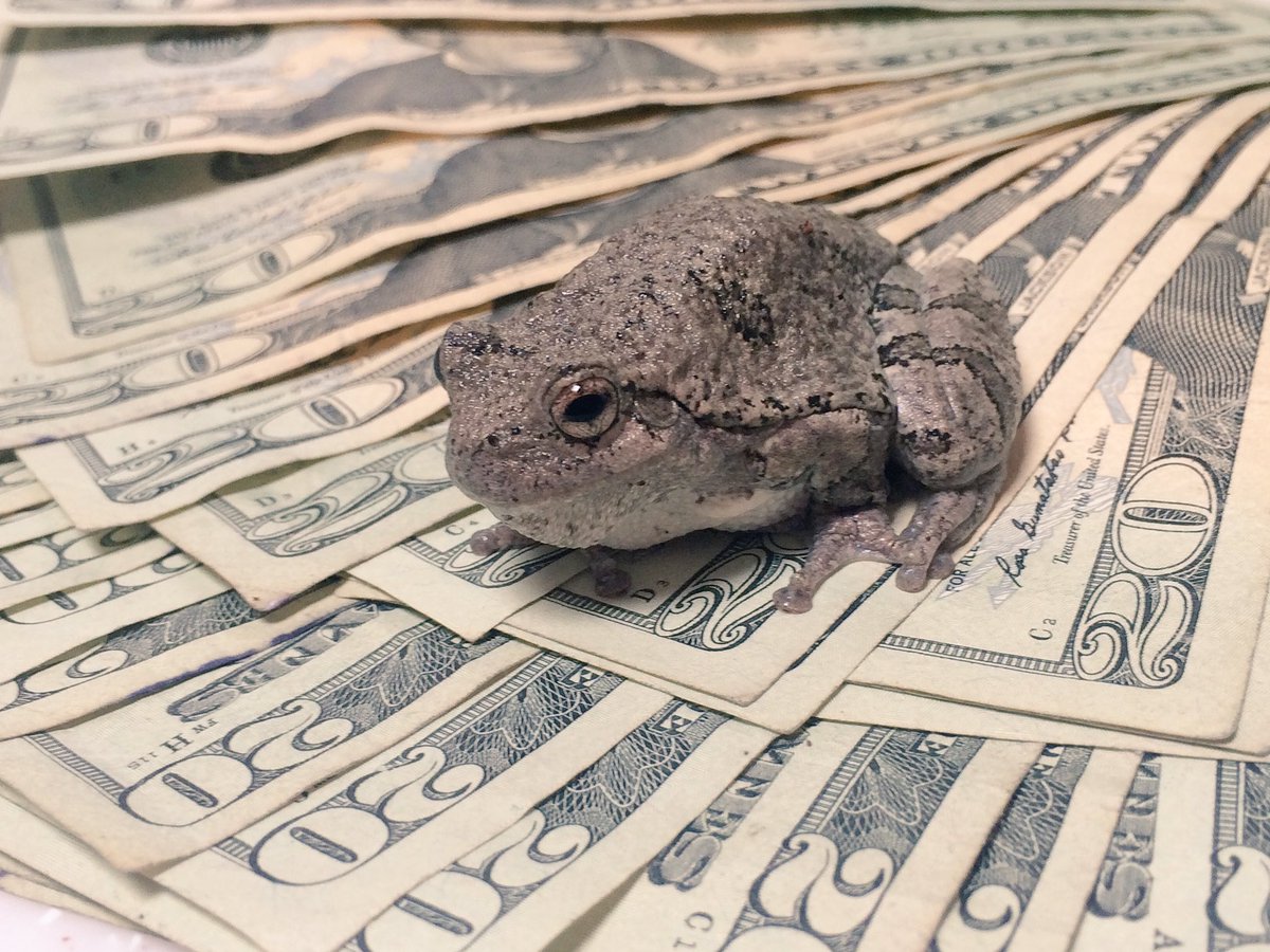 Money frog placement 2019