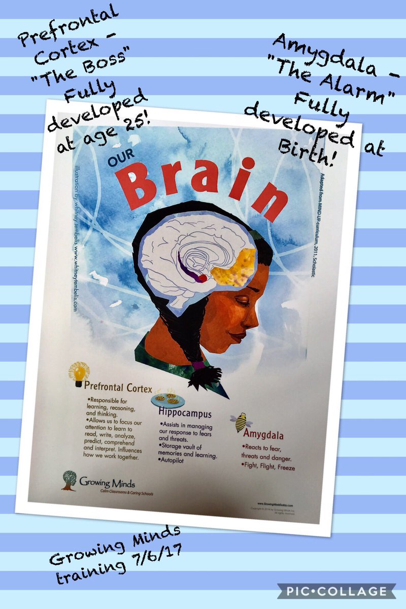 jjohannsen16's tweet photo. Growing Minds - Mindfulness Training๐ค #brain #mindful #humans #thefist #prefrontalcortex #amygdala #mindjar https://t.co/fFtPdnFIF0
