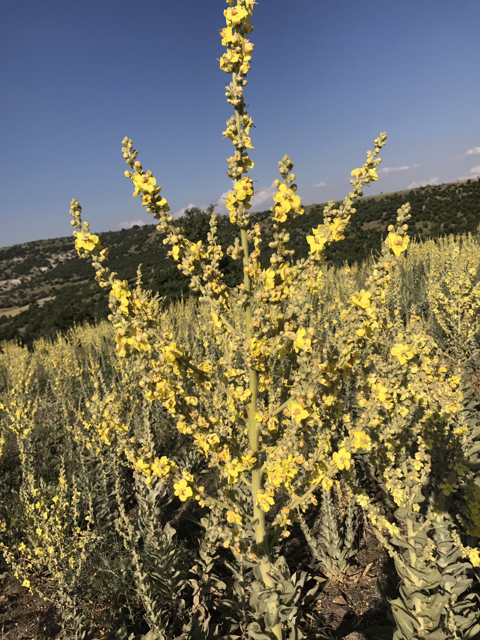 Avşar Ağzı on X: Sığır kuyruğuCalba: Sarı çiçekli, 1 metre kadar boylu,  tozları gözü çok yakan, sap kısmı yakacak olarak kullanılan odunsu bitki.  AvşarAğzı t.coN1ee8or9Me  X