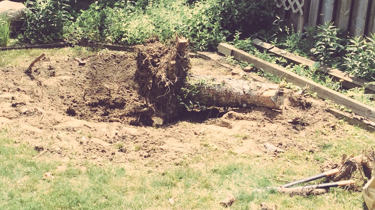 TheUnpoppedCol's tweet photo. Isaac vs #nature ... #Touchdown Isaac! Take that pine tree! #yohyeah #summer https://t.co/ixu1lxZwwY