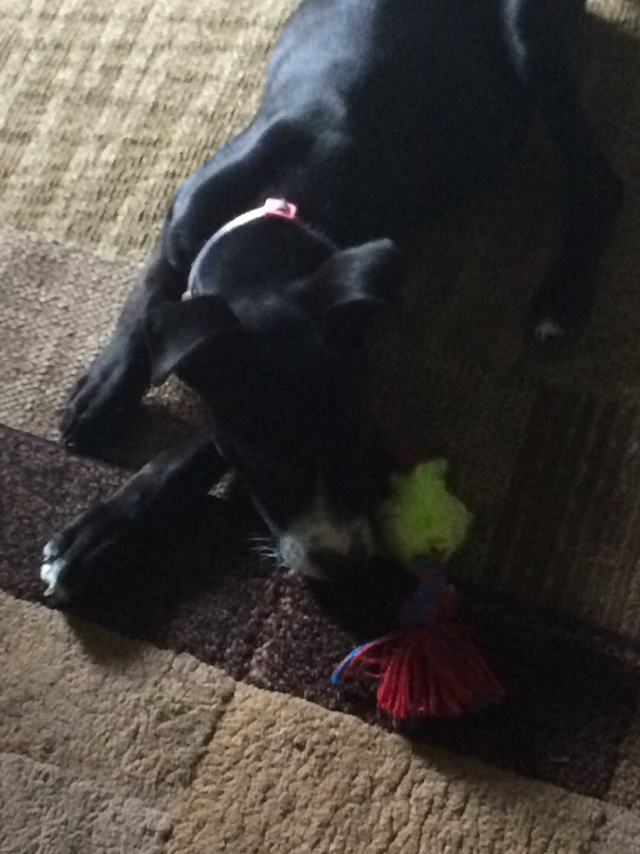420_MissKitty's tweet photo. #pitbull #mypup #may ❤️🐶 https://t.co/WpKBclK1yY