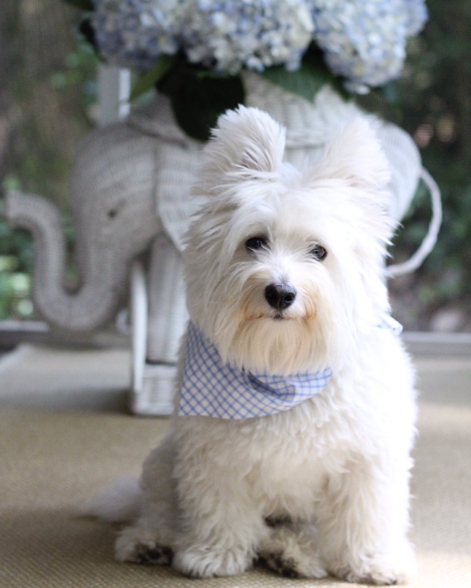 stuffy_muffy's tweet photo. BLUE &amp; WHITE DELIGHT: Wally is pleased as punch to be matching the porch flowers! #westie https://t.co/4DGg2cHP2N
